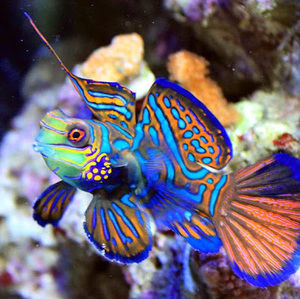 Meet your Posher, Benson